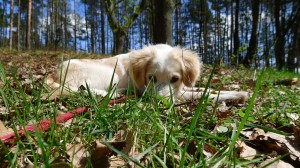 Fritzi versteckt sich hinter Gras